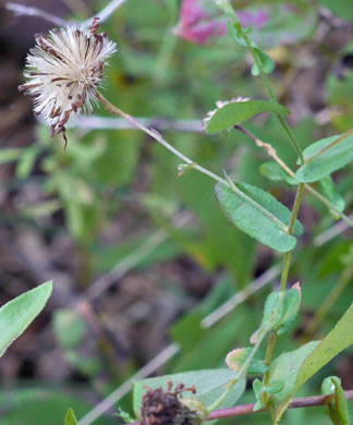 pappus