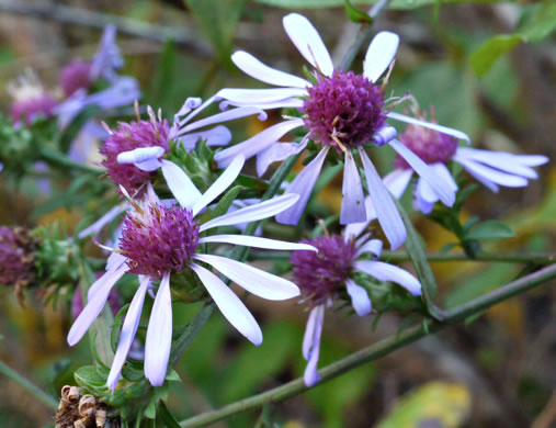 image of Symphyotrichum retroflexum, Curtis's Aster, Rigid Whitetop Aster