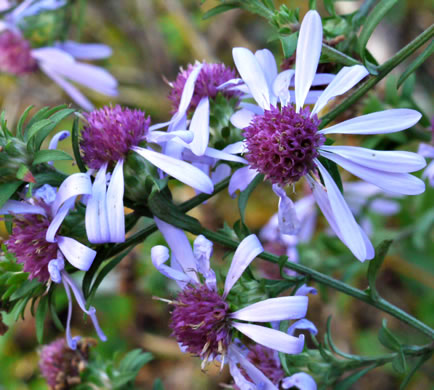 image of Symphyotrichum retroflexum, Curtis's Aster, Rigid Whitetop Aster