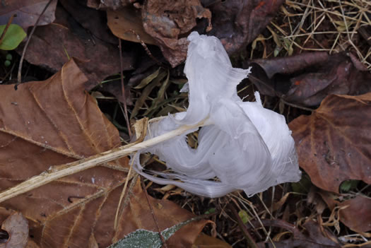 image of Verbesina virginica var. virginica, White Crownbeard, Common Frostweed, White Wingstem, Virginia Wingstem