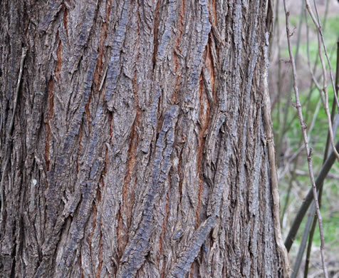 image of Melia azedarach, Chinaberry, Pride-of-India