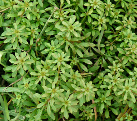 image of Galium aparine, Cleavers, Bedstraw