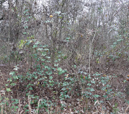 image of Rubus bifrons, European Blackberry, Himalayan Blackberry, Himalaya-berry