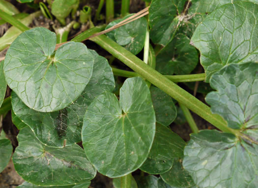 image of Ficaria verna ssp. ficariiformis, Fig Buttercup, Lesser Celandine, Pilewort