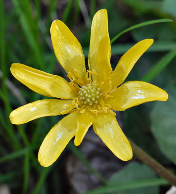 image of Ficaria verna ssp. calthifolia, Fig Buttercup, Lesser Celandine, Pilewort