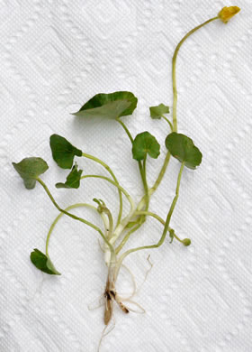 image of Ficaria verna ssp. calthifolia, Fig Buttercup, Lesser Celandine, Pilewort