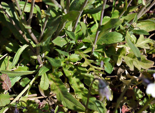 image of Capsella bursa-pastoris, Common Shepherd's Purse