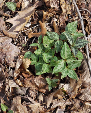 image of Trillium cuneatum, Little Sweet Betsy, Purple Toadshade