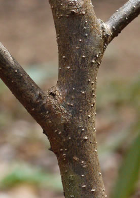 image of Lindera benzoin, Northern Spicebush, Wild Allspice