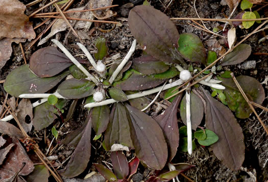 image of Antennaria solitaria, Solitary Pussytoes, Southern Singlehead Pussytoes