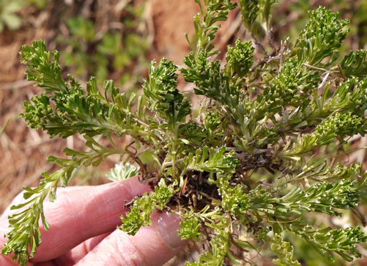 image of Facelis retusa, Trampweed, Fluffweed