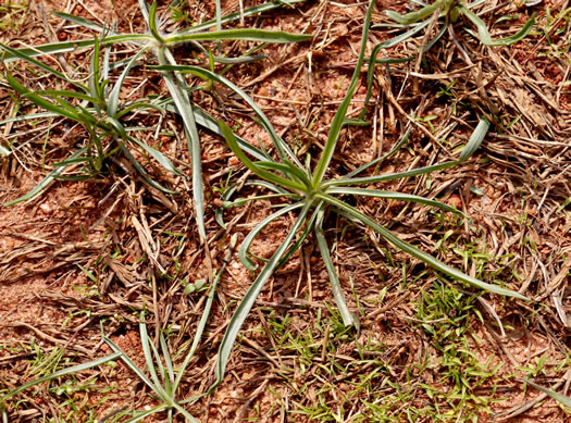 image of Plantago aristata, Bracted Plantain, Large-bracted Plantain, Buckhorn Plantain