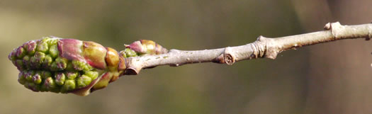 image of Morus rubra, Red Mulberry