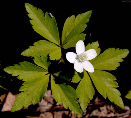 image of Anemone quinquefolia, Wood Anemone