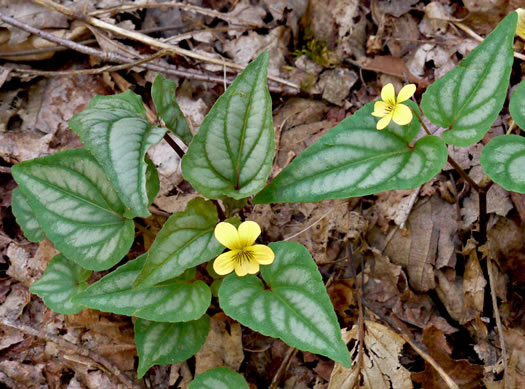 image of Viola hastata, Halberdleaf Violet, Halberdleaf Yellow Violet, Spearleaf Violet, Silverleaf Violet