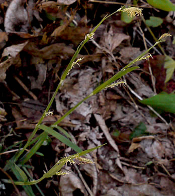 image of Carex radfordii, Radford's Sedge