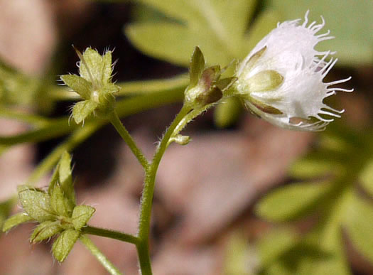 image of Phacelia fimbriata, Fringed Phacelia, Blue Ridge Phacelia