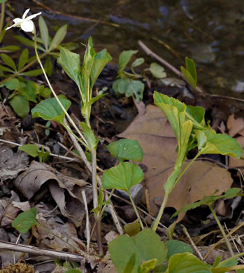 image of Viola striata, Pale Violet, Creamy Violet, Striped Cream Violet