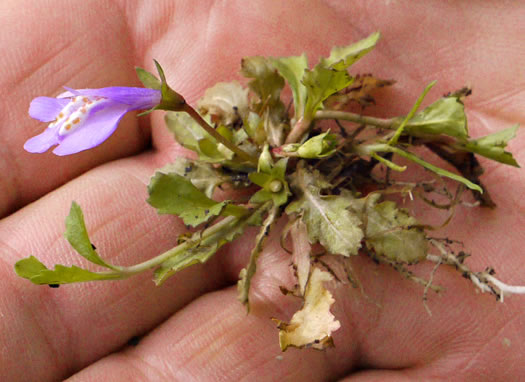 image of Mazus miquelii, Creeping Mazus, Miquel's Mazus