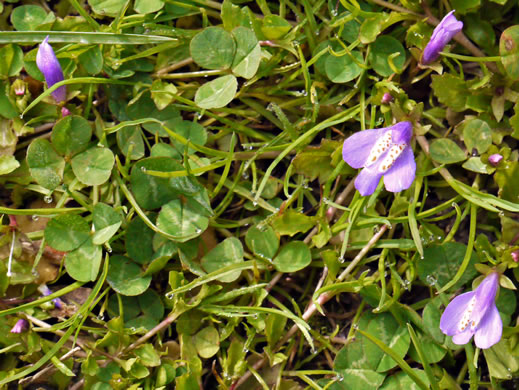 image of Mazus miquelii, Creeping Mazus, Miquel's Mazus