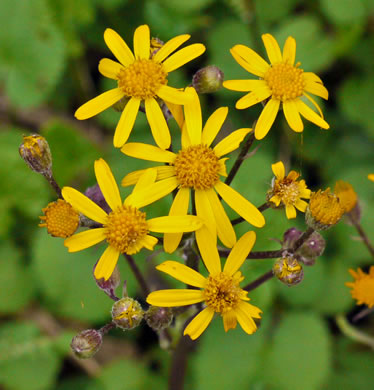 image of Packera aurea, Golden Ragwort, Heartleaf Ragwort, Golden Groundsel