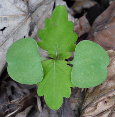 image of Impatiens pallida, Pale Jewelweed, Pale Touch-me-not, Yellow Jewelweed, Yellow Touch-me-not