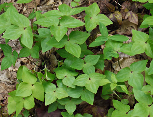 image of Hepatica acutiloba, Sharp-lobed Hepatica, Sharp-lobed Liverleaf