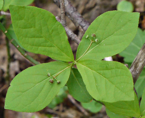 image of Euonymus obovatus, Running Strawberry-bush, Trailing Strawberry-bush, Trailing Wahoo