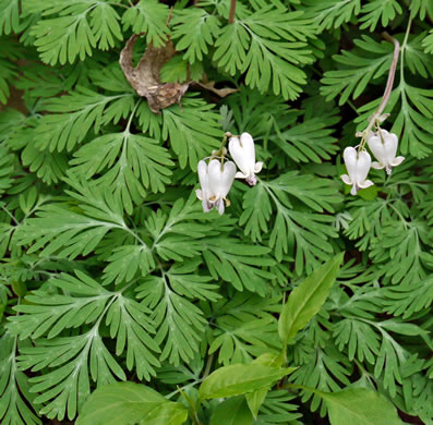 image of Dicentra canadensis, Squirrel Corn