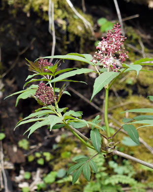 image of Sambucus racemosa var. pubens, Eastern Red Elderberry, Red-berried Elder