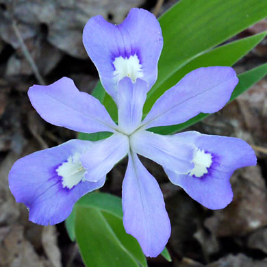 image of Iris cristata, Dwarf Crested Iris