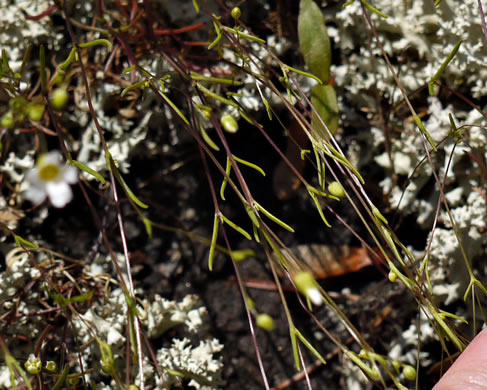 image of Geocarpon glabrum, Appalachian Sandwort