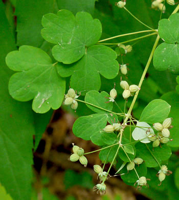 image of Thalictrum dioicum, Early Meadowrue