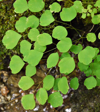 image of Thalictrum clavatum, Mountain Meadowrue, Lady-rue