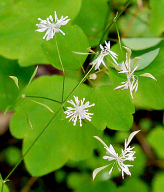 image of Thalictrum clavatum, Mountain Meadowrue, Lady-rue