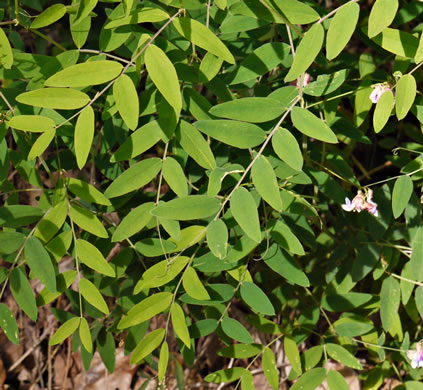 image of Lathyrus venosus, Wood Pea, Forest Pea, Bush Vetch, Veiny Pea