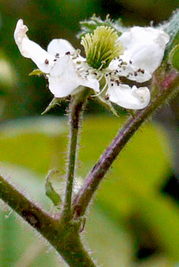 image of Rubus allegheniensis var. allegheniensis, Allegheny Blackberry