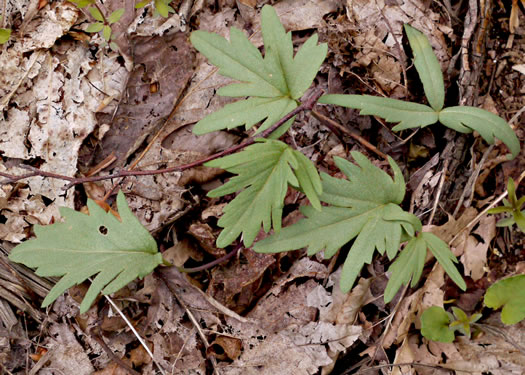 image of Cardamine concatenata, Cutleaf Toothwort