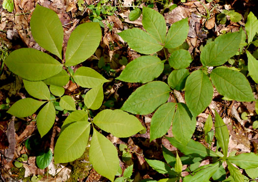 image of Aralia nudicaulis, Wild Sarsaparilla