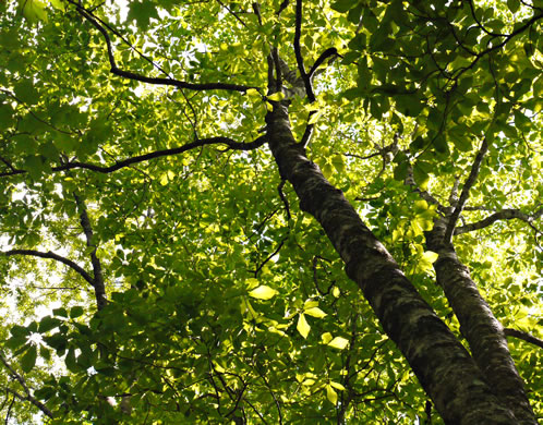 image of Magnolia fraseri, Fraser Magnolia, Mountain Magnolia, Earleaf Umbrella-tree, Umbrella Tree