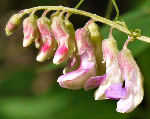 image of Lathyrus venosus, Wood Pea, Forest Pea, Bush Vetch, Veiny Pea