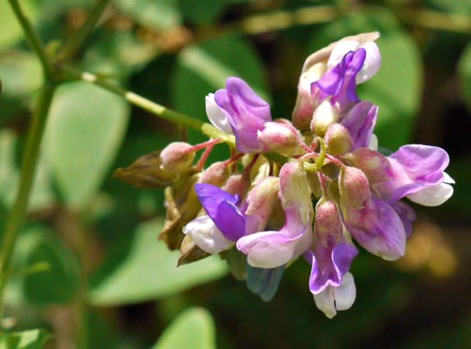 image of Lathyrus venosus, Wood Pea, Forest Pea, Bush Vetch, Veiny Pea