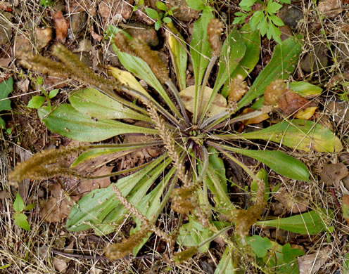 image of Plantago virginica, Virginia Plantain, Southern Plantain, Paleseed Plantain, Hoary Plantain