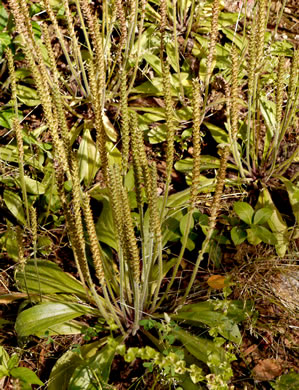 image of Plantago virginica, Virginia Plantain, Southern Plantain, Paleseed Plantain, Hoary Plantain