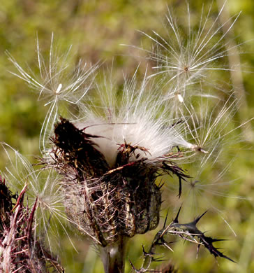 bristles