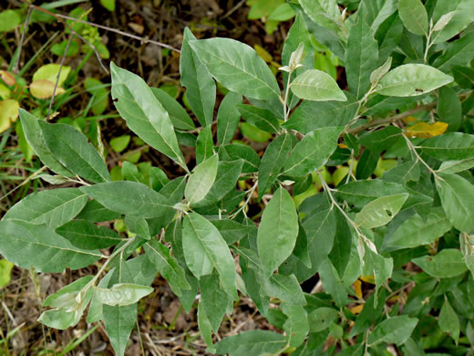 image of Elaeagnus umbellata, Autumn-olive, Spring Silverberry, Oriental Silverleaf