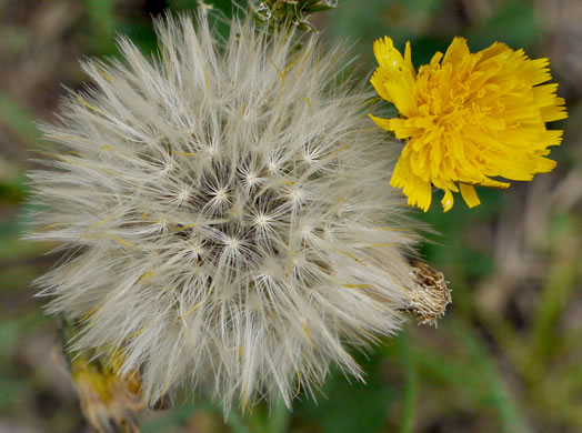 image of Hypochaeris radicata, Hairy Cat's-ear, Spotted Cat's-ear, Cat's Ear Dandelion