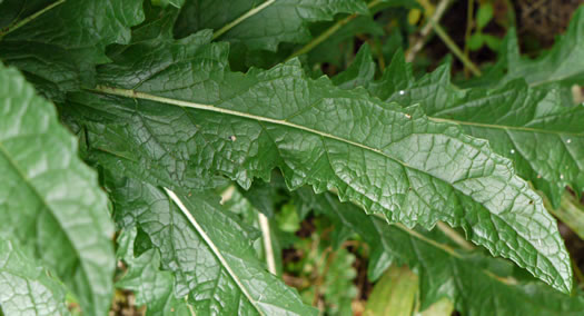 Verbascum blattaria, Moth Mullein