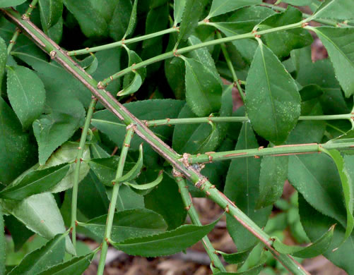 image of Euonymus alatus, Burning-bush, Winged Euonymus, Winged Wahoo