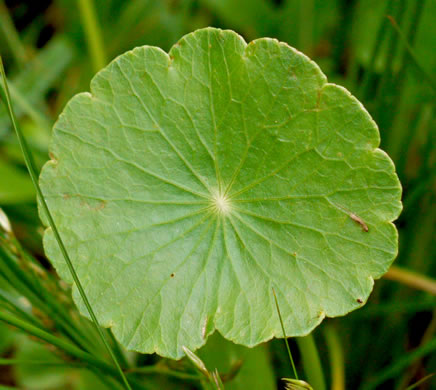 image of Hydrocotyle tribotrys, Whorled Marsh-pennywort, Water-pennywort